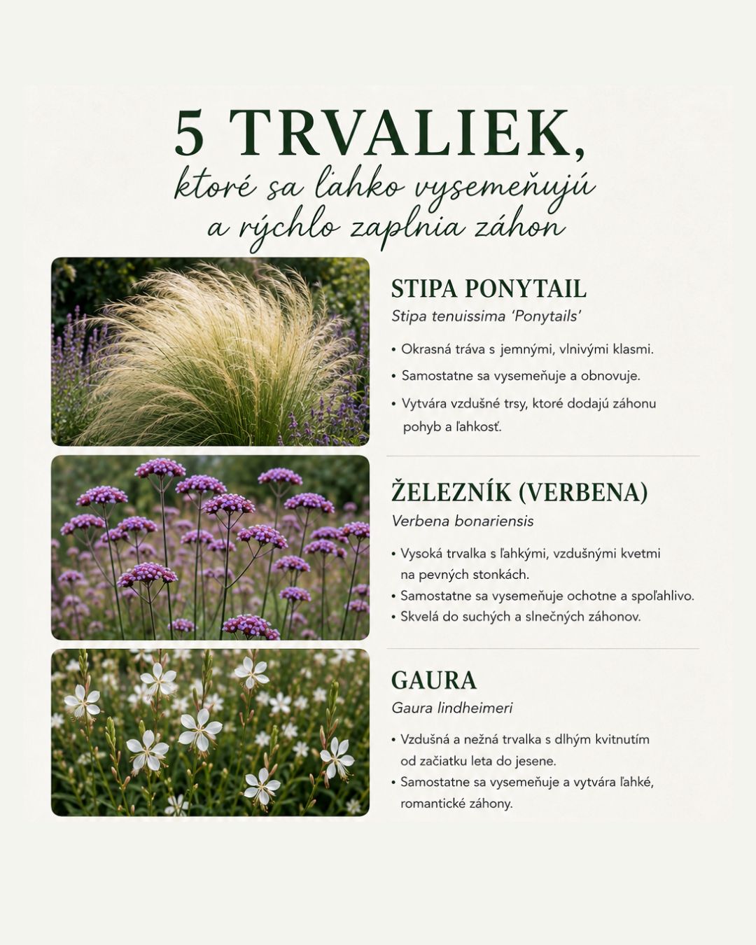 5 trvaliek, ktoré sa ľahko vysemeňujú